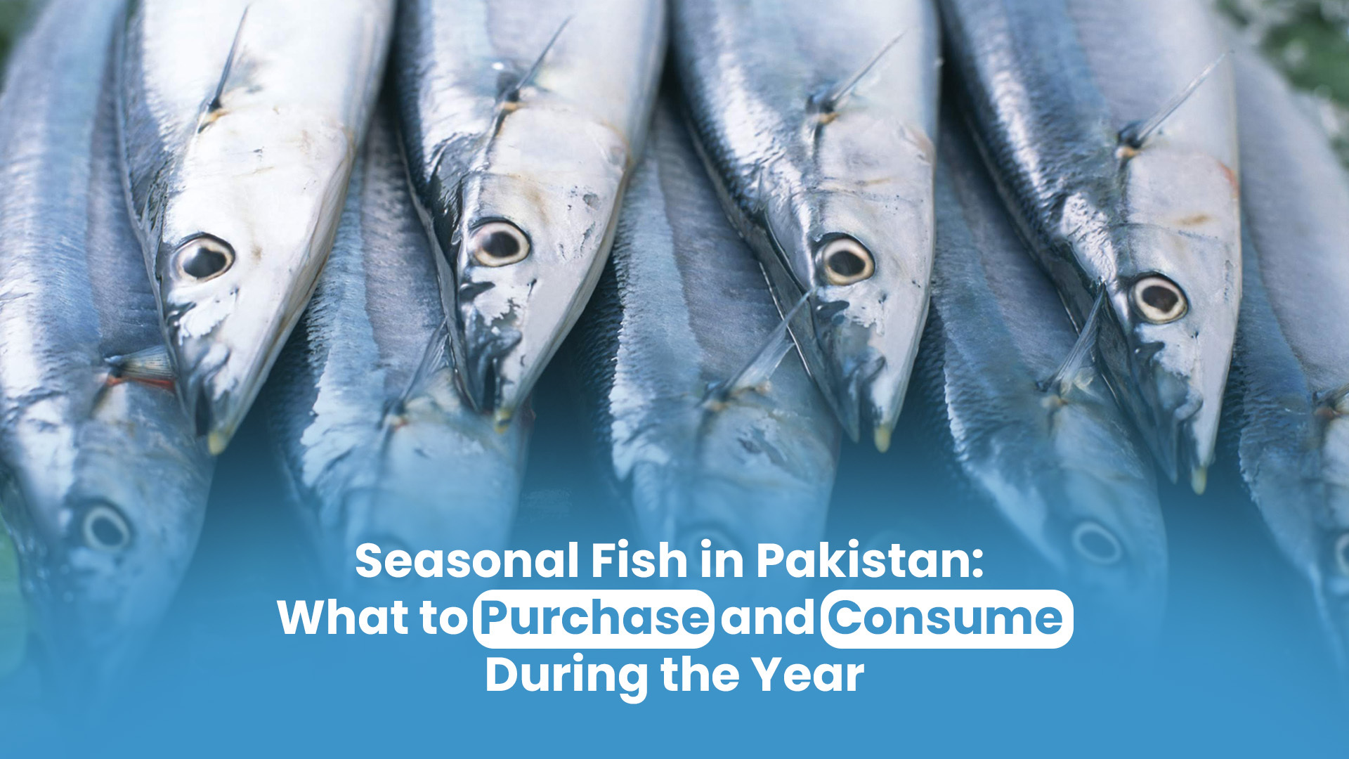 Seasonal Fish in Pakistan: What to Purchase and Consume During the Year