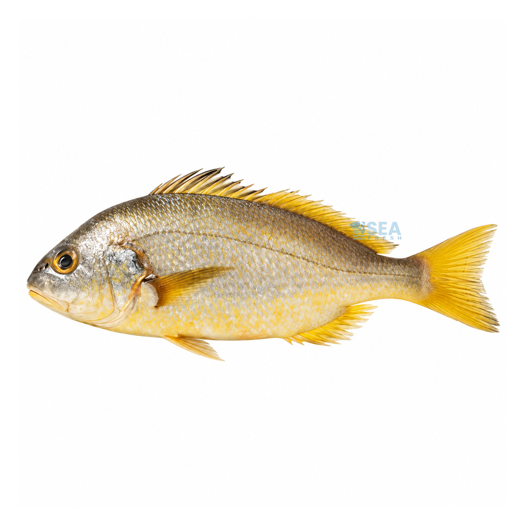 Bengal Corvina (Goli Mushka)
