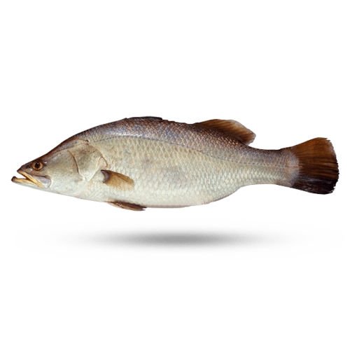 Bhetki (Dangri) Fish