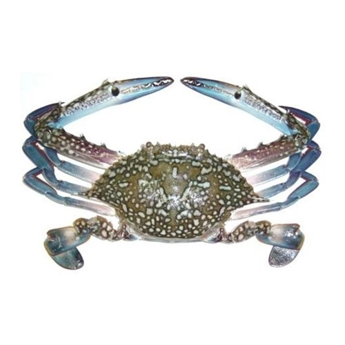Blue Swimmer Crab — image 1