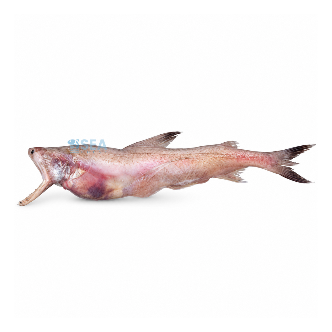 Bombay Duck (Bombil)