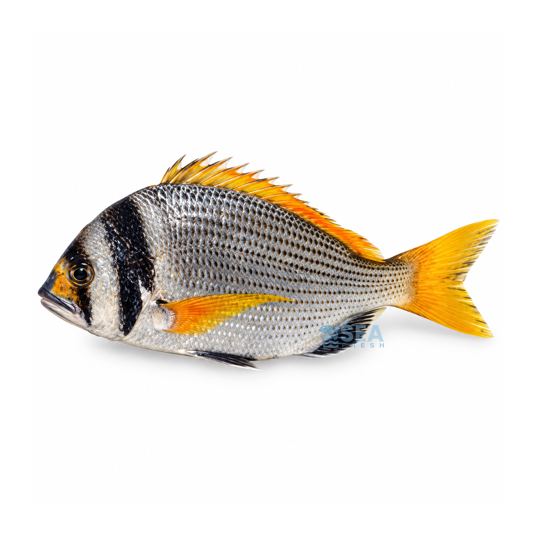Bridled Bream (Captain)