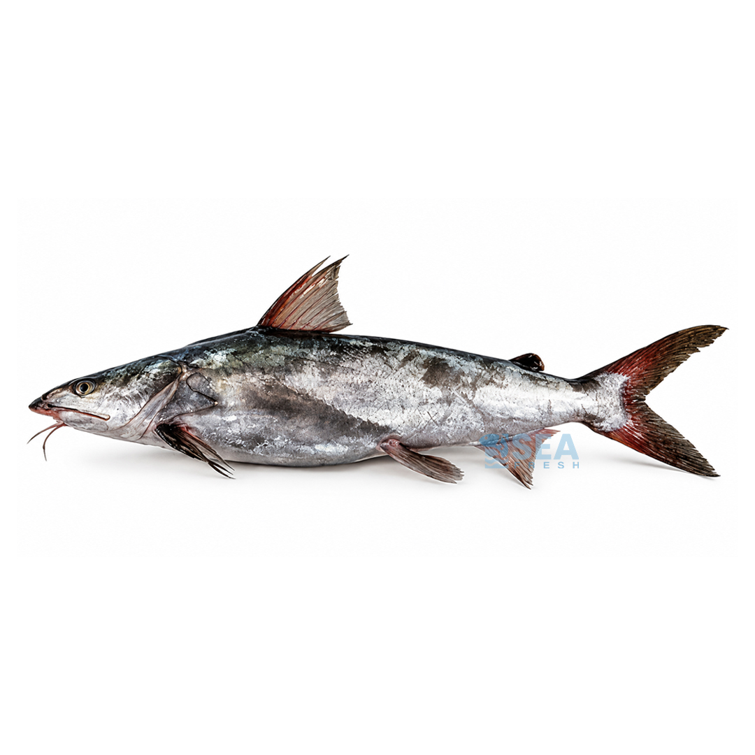 Cat Fish (Khagga)