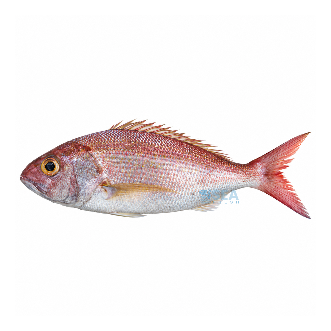 Crimson Jobfish (Khopra)