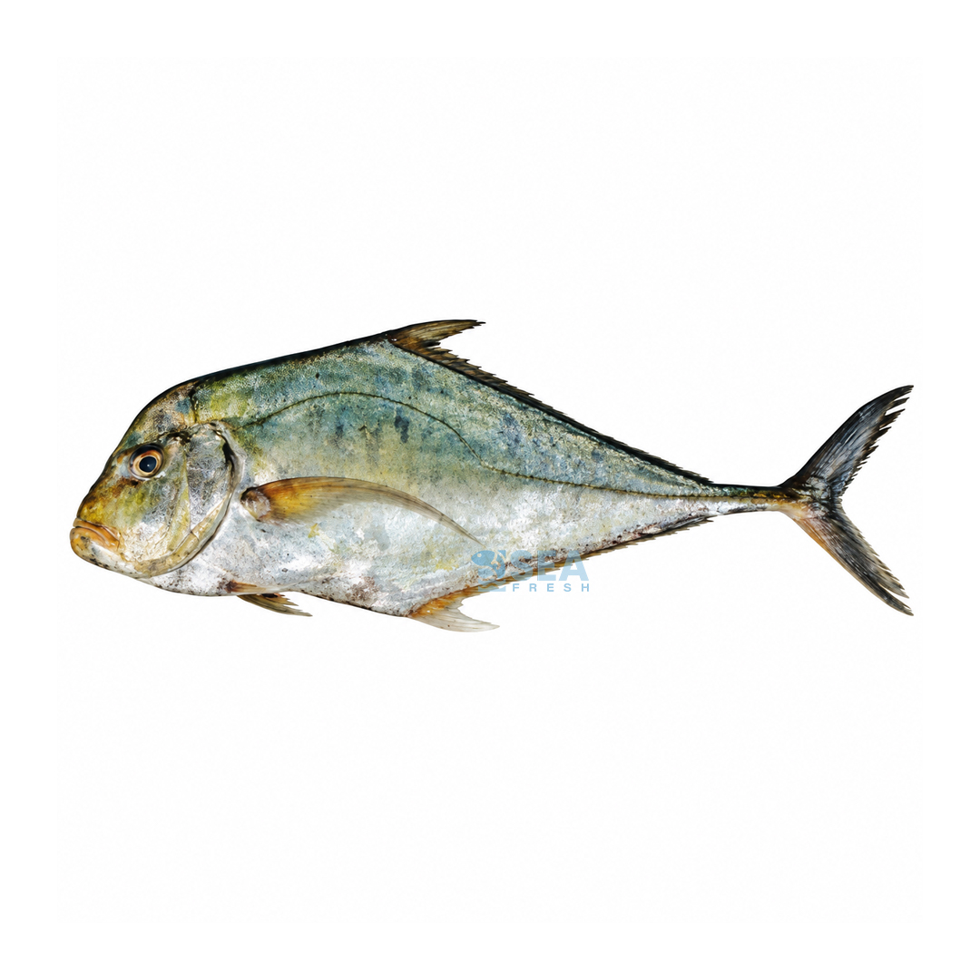 Diamond Trevally (Pattal)