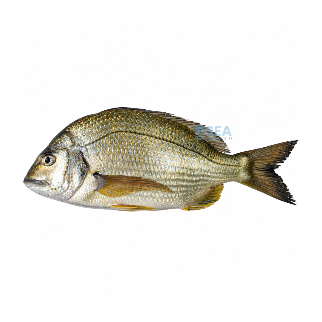 Goldline Bream (Kapartan)