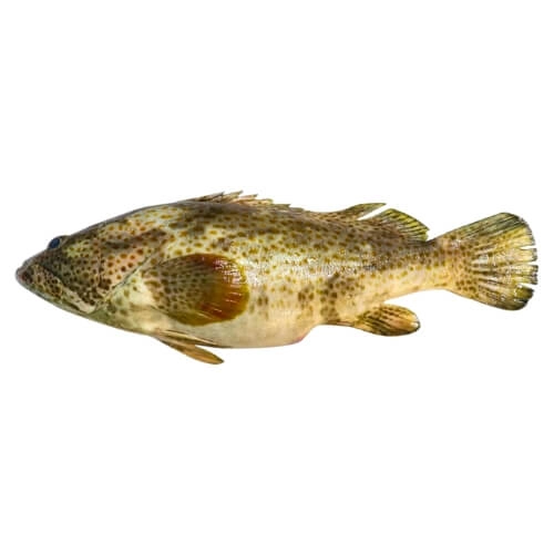 Hamour (Gissar) Fish