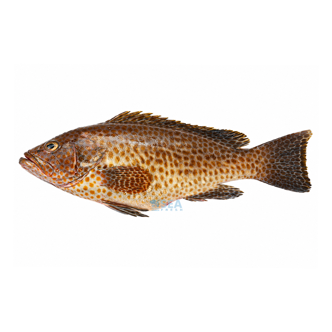 Hamour (Gissar)