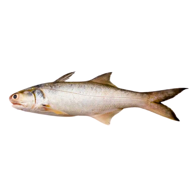 Indian Salmon (Rawans) Fish