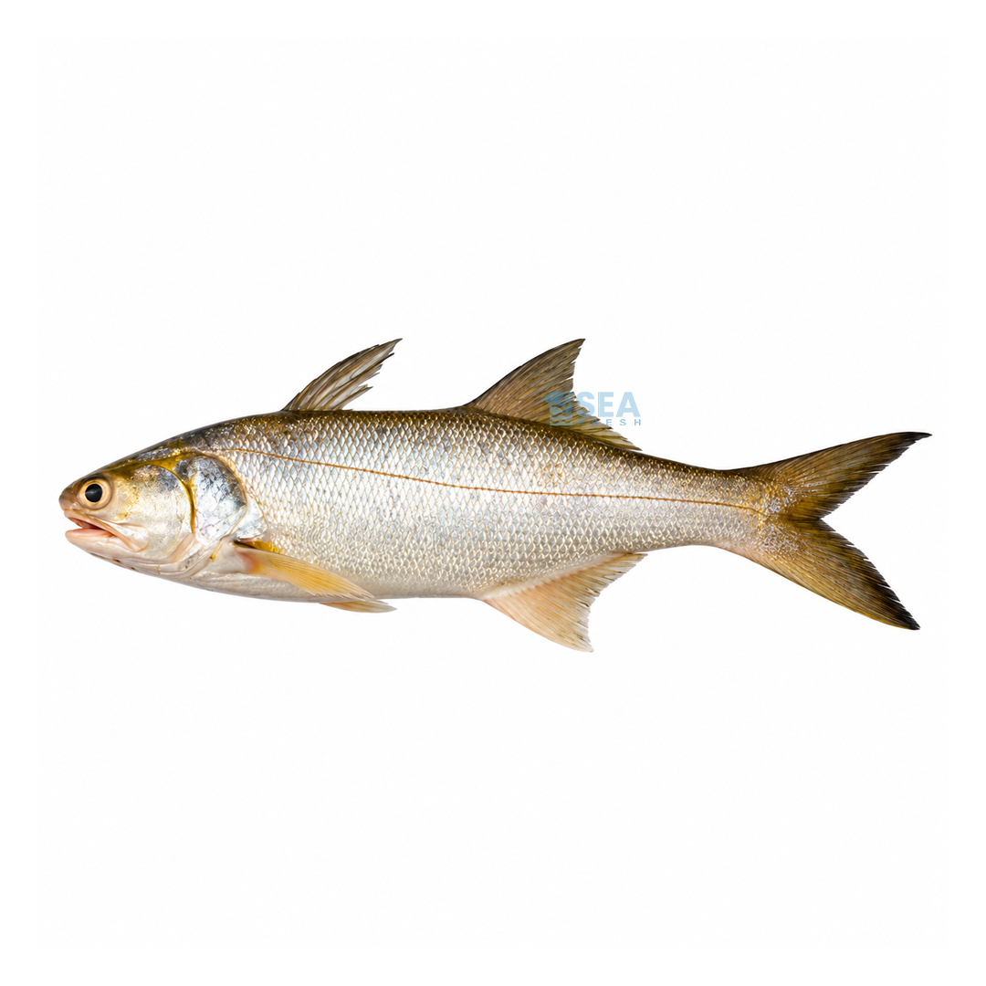 Indian Salmon (Rawans)