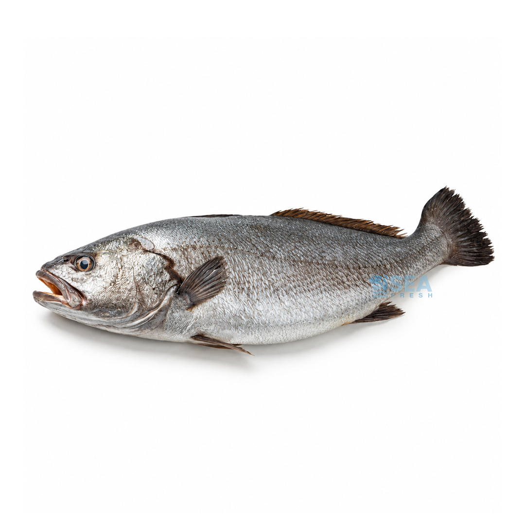 Japanese Meagre (Sua)