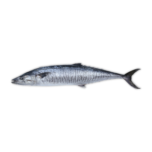 Kingfish (Surmai) Fish