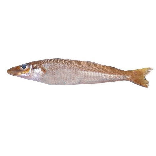 Lady Fish (Bhambore) – Delicate, Juicy & Naturally Sweet