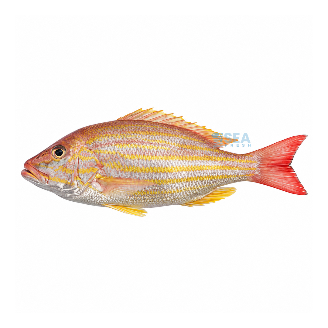 Lane Snapper (Kanulcha)