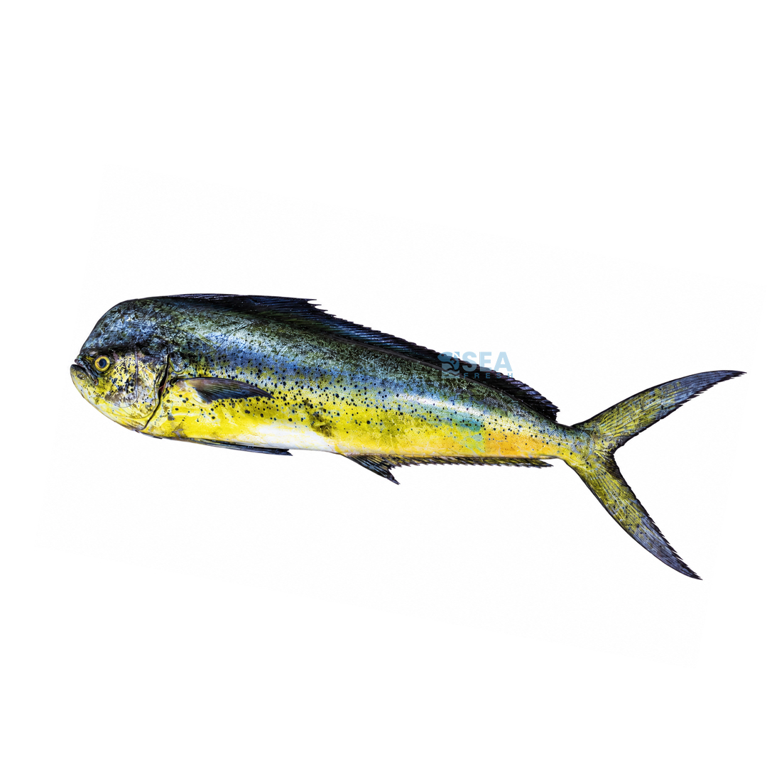 Mahi Mahi (Amloshk)