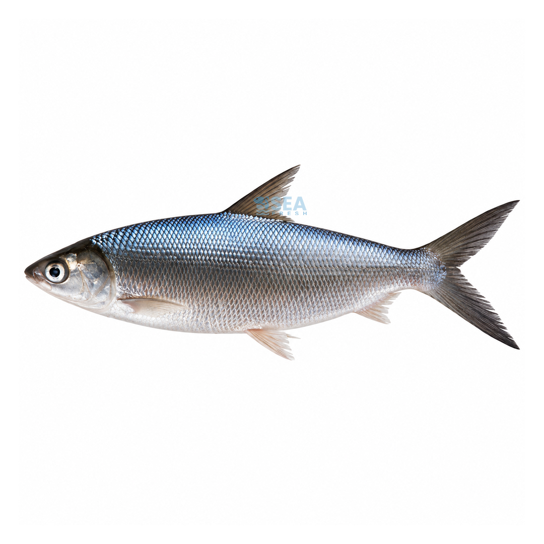 Milk Fish (Sulemani)