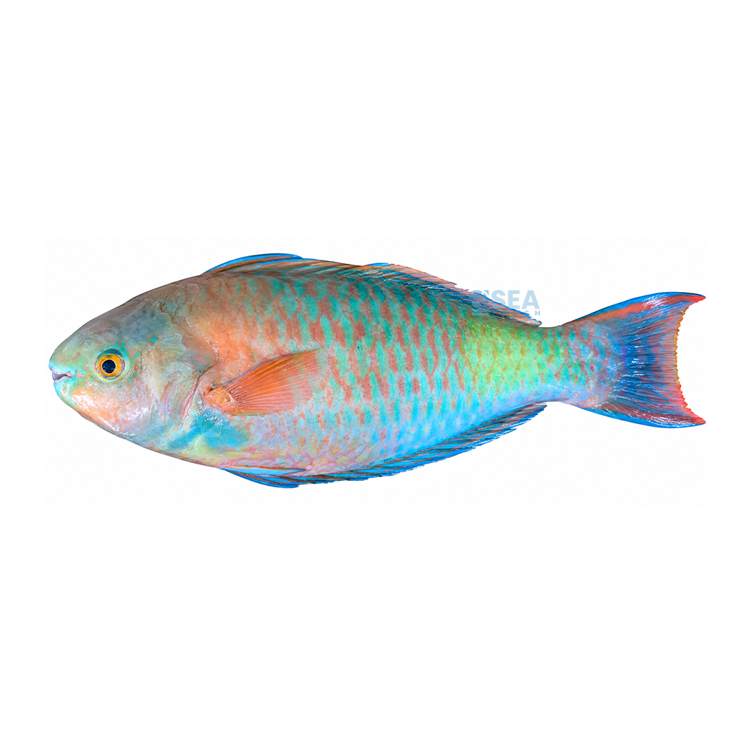 Parrot Fish (Hareed)