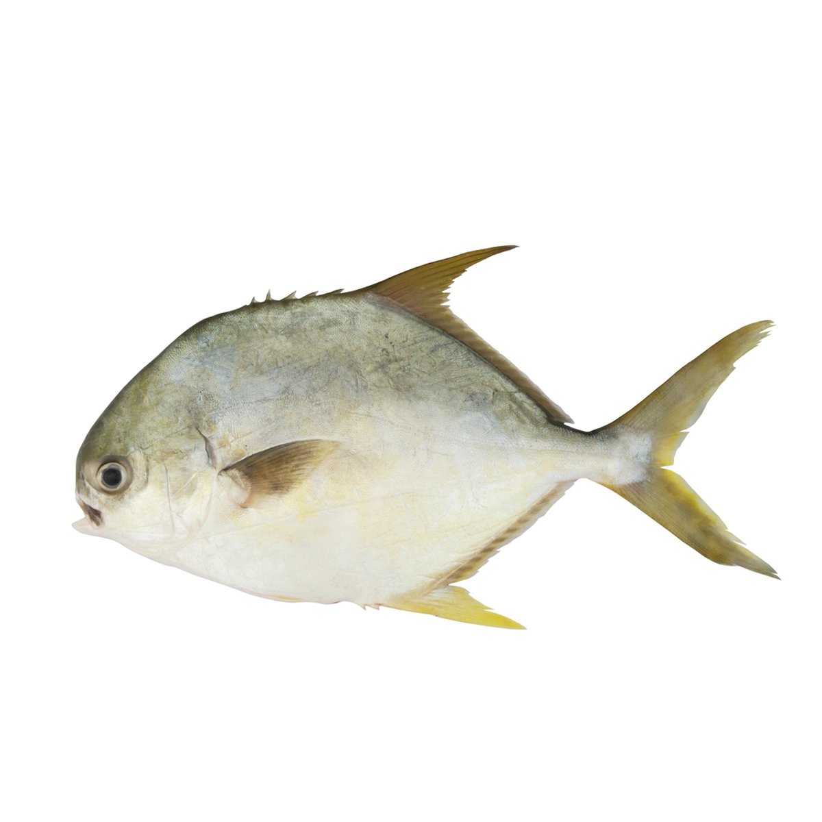 Pompano (Sonaf) — image 1