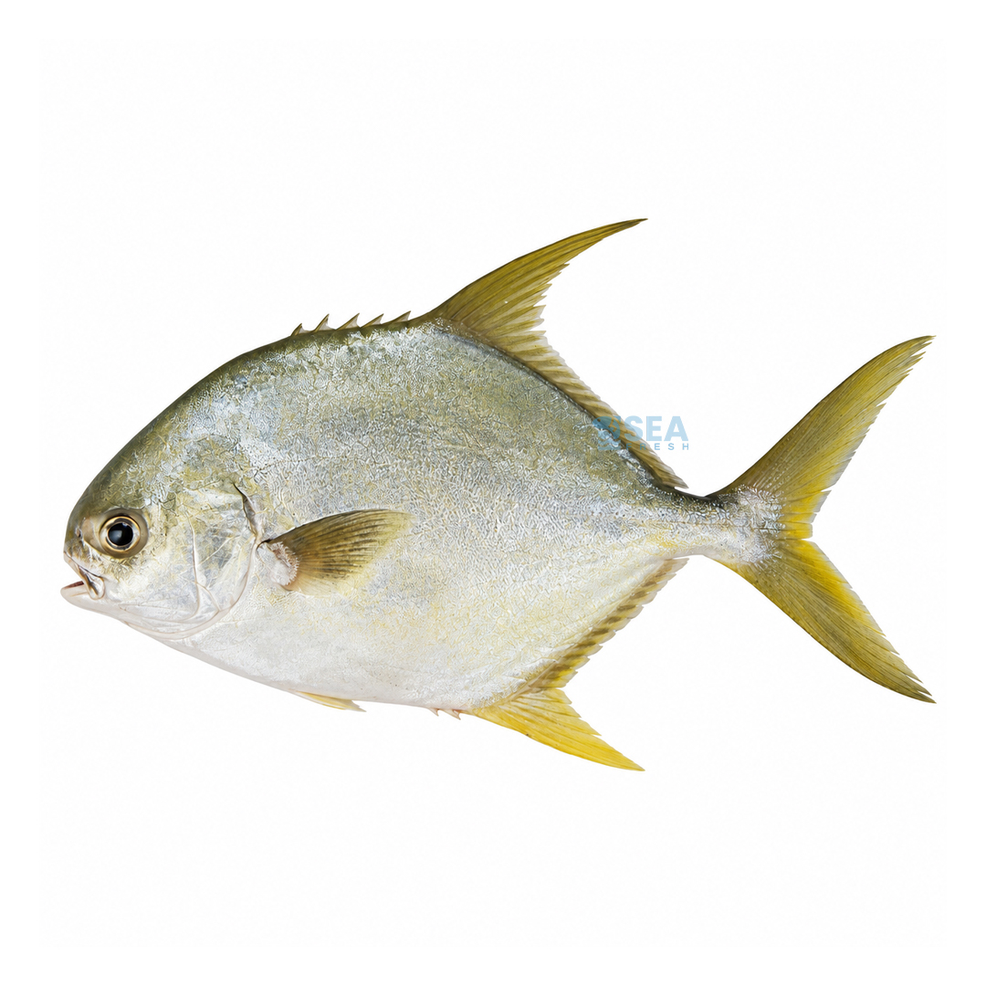Pompano (Sonaf)