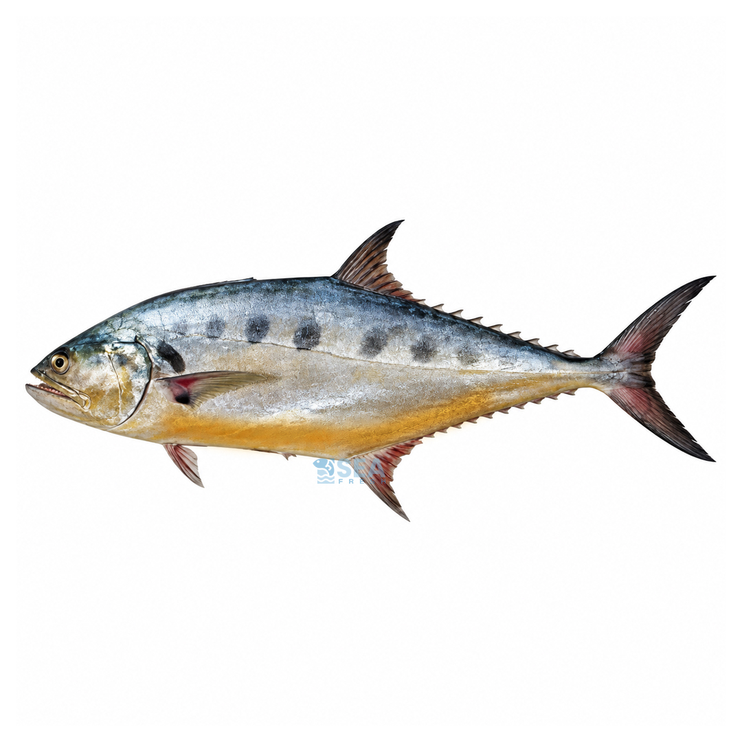 Queenfish (Saram)
