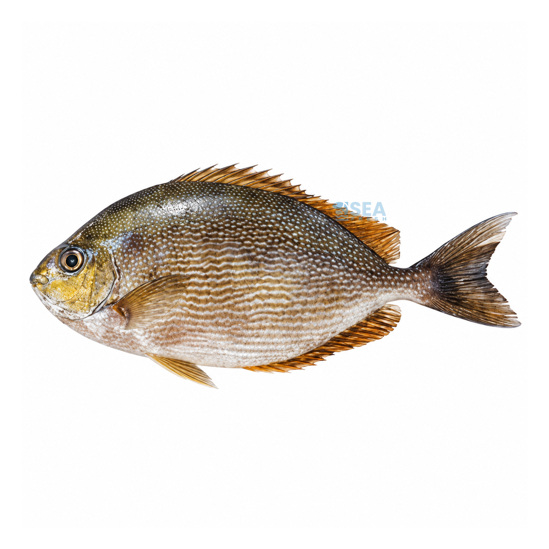 Rabbit Fish (Safi)