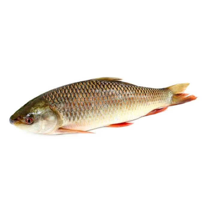 Rahu (Rohu) — image 1