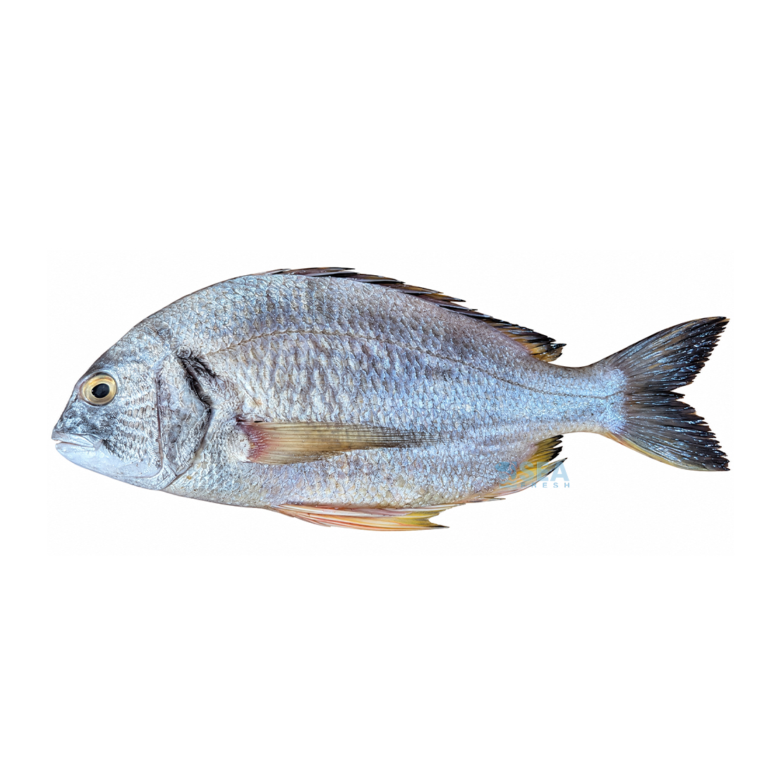 Seabream (Safaid Dandia)