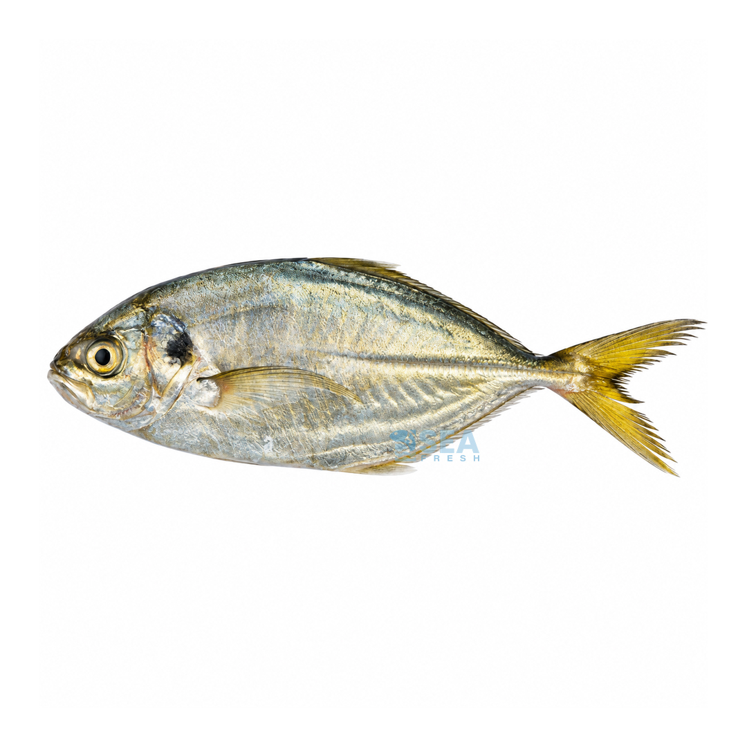 Shrimp Scad (Bakka)