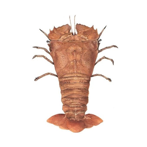 Slipper Lobster