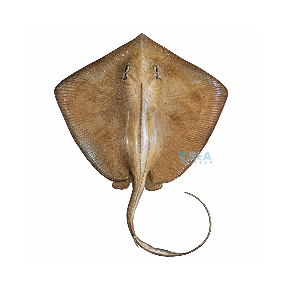 Stingray