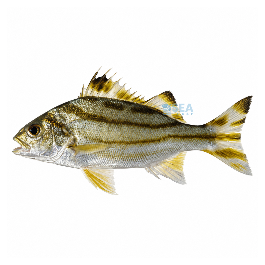 Terapon (Ginghra)