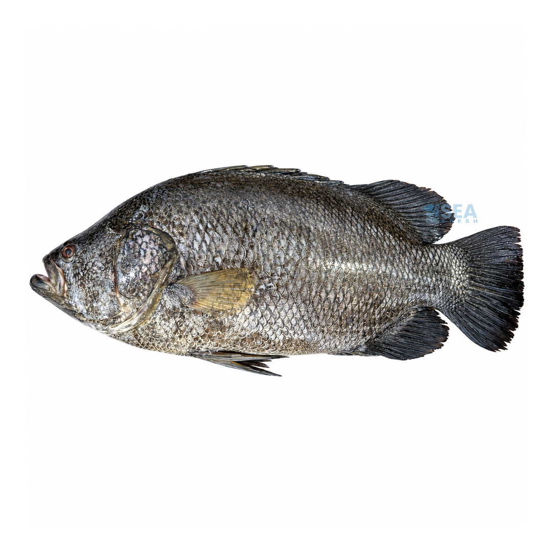 Tripletail (Dai)