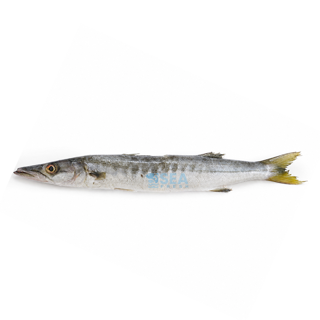 White Barracuda (Safaid Kund)