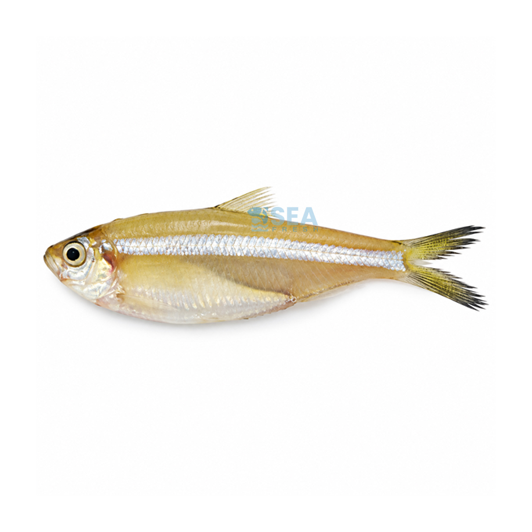 White Sardine (Mittu)